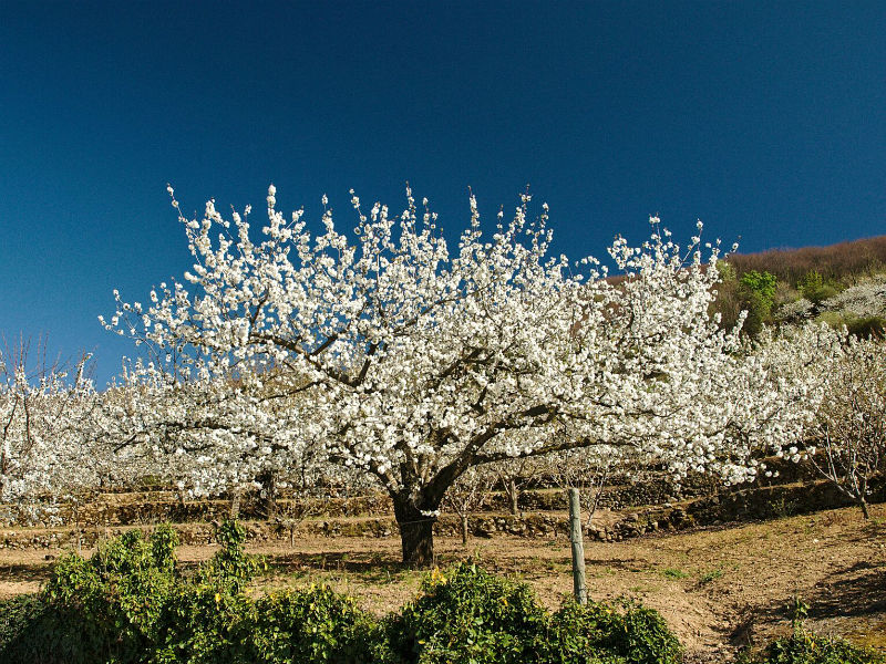 Cerezos en flor en el Valle del Jerte 2023