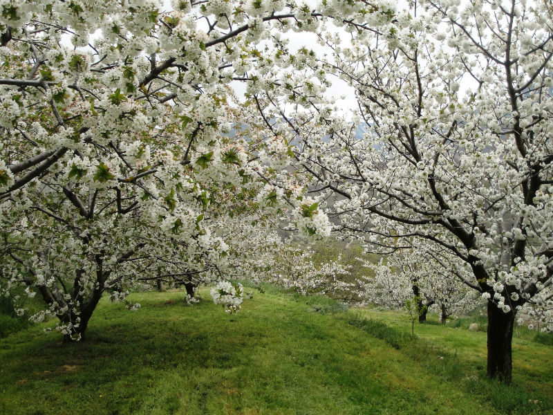 Cerezos en flor en el Valle del Jerte 2024