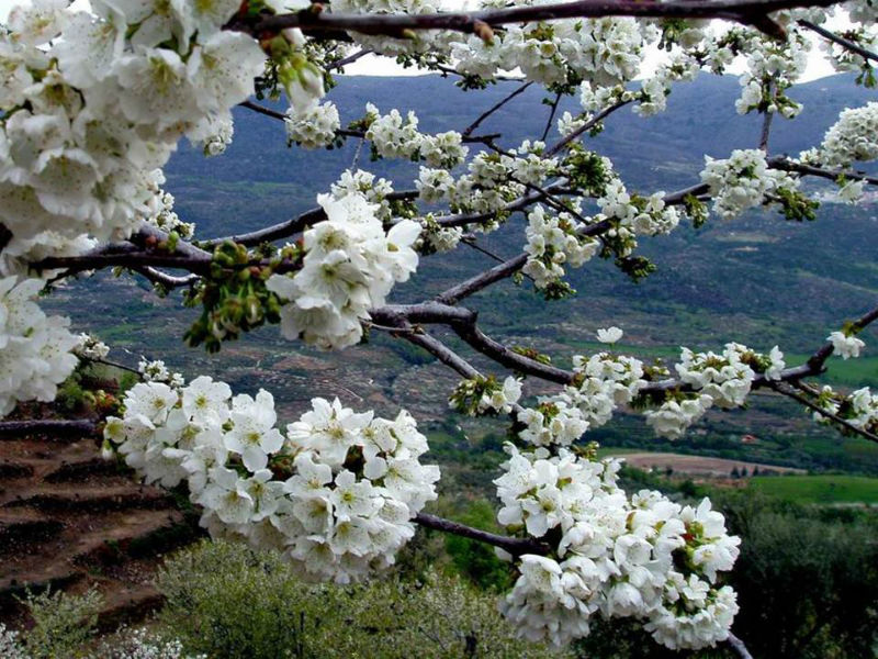 Cerezos en flor en el Valle del Jerte 2024