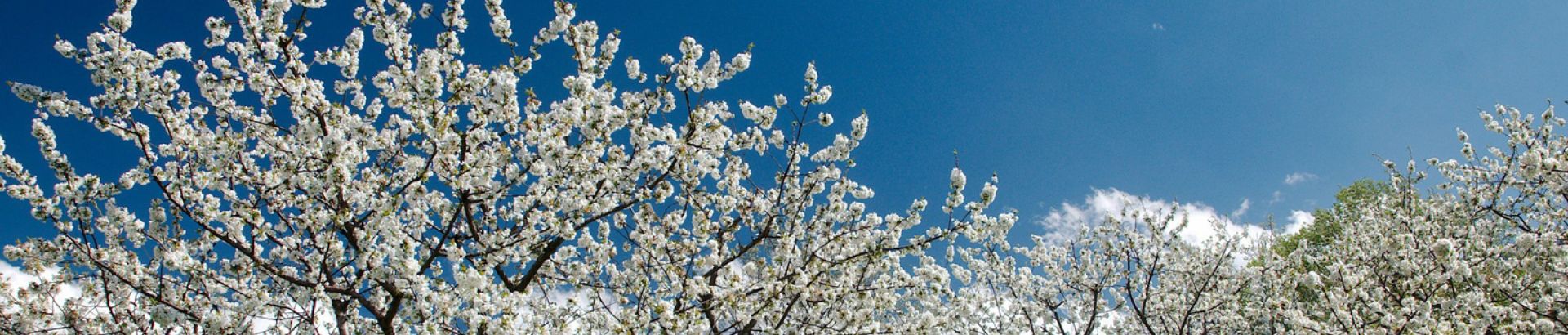 Slide - Sorpréndete con el cerezo en flor