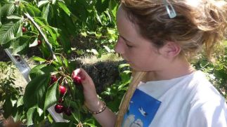 Cerezas, yo las cojo yo me las como