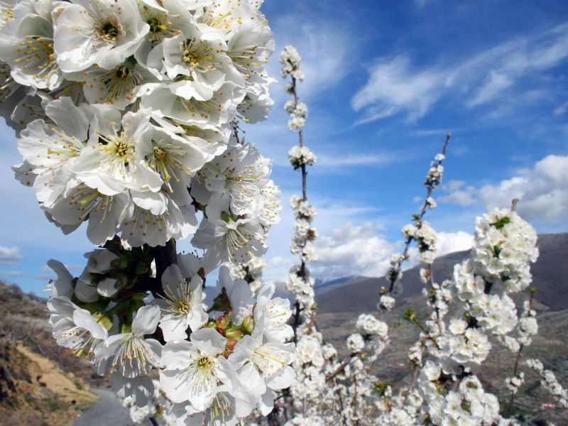 ESPECTÁCULO NATURAL 2023: Cuando florecen los cerezos en el Valle del Jerte  este año 2023