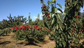 Cerezas, yo las cojo yo me las como