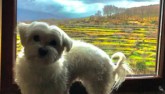 Mascotas de cine