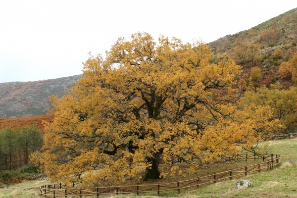 Roble de Pedro Sancho