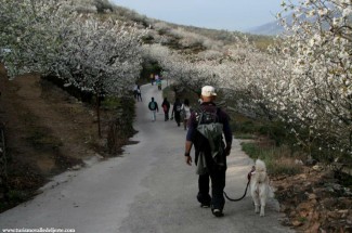 Ruta Cerezo en Flor. PR-CC 2